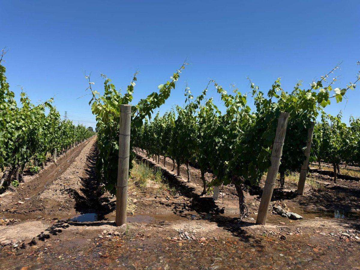 Foto de VENTA FINCA EN PEDRIEL LUJAN DE CUYO, imagen 2