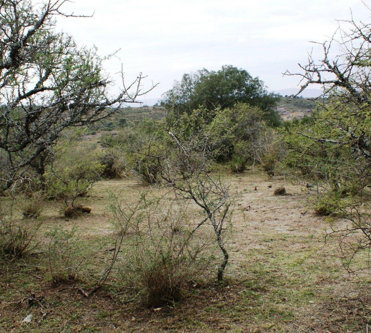Lote Plano y Arbolado Villa Flor Serrana. Tanti. 2