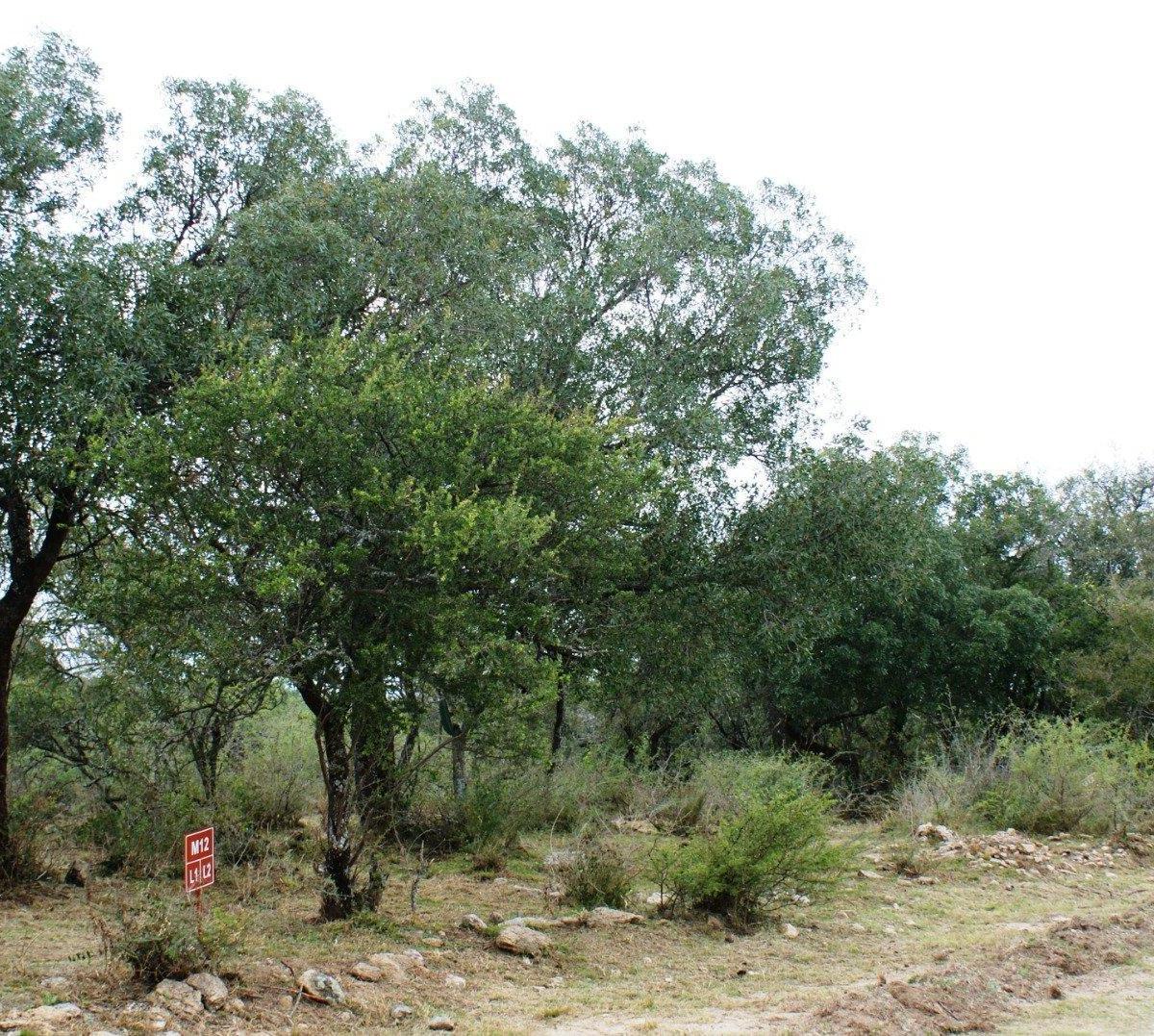 Lote Plano y Arbolado Villa Flor Serrana. Tanti. 3