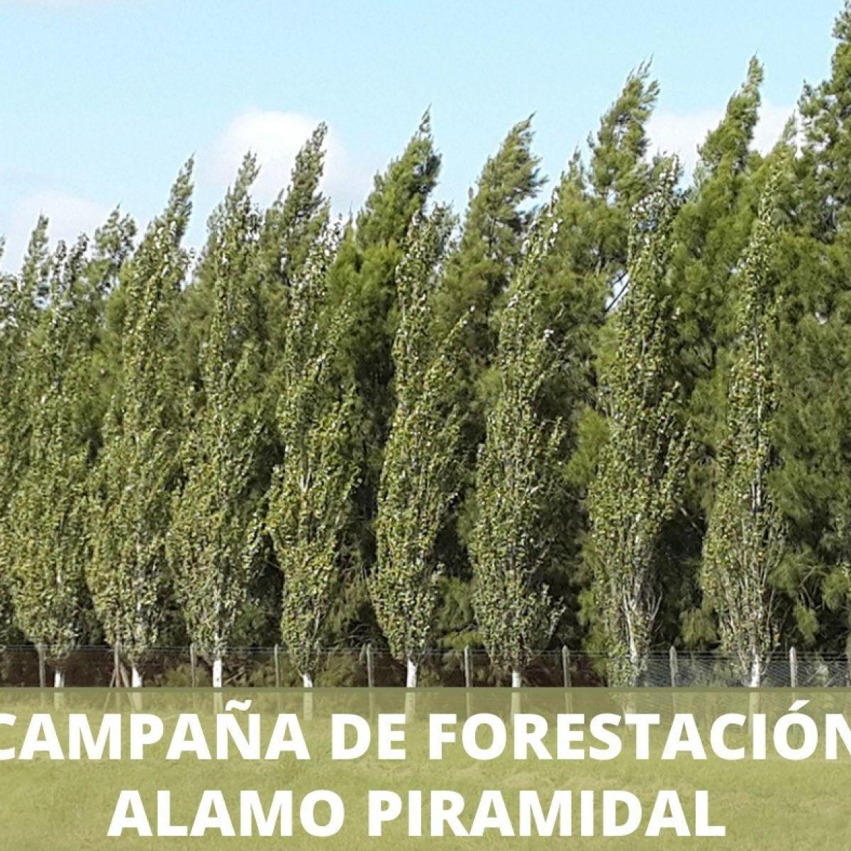 Foto de VENTA LOTES FINANCIADOS SAN LORENZO IDEAL UBICACION, imagen 5