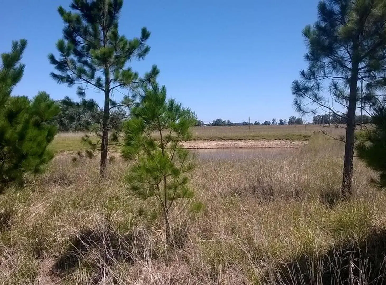 6,5 Has | Ruta 205 | Km 74 | Cañuelas | Unico dueño 5
