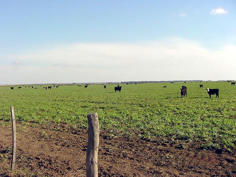 Campo en Mar del Plata 4