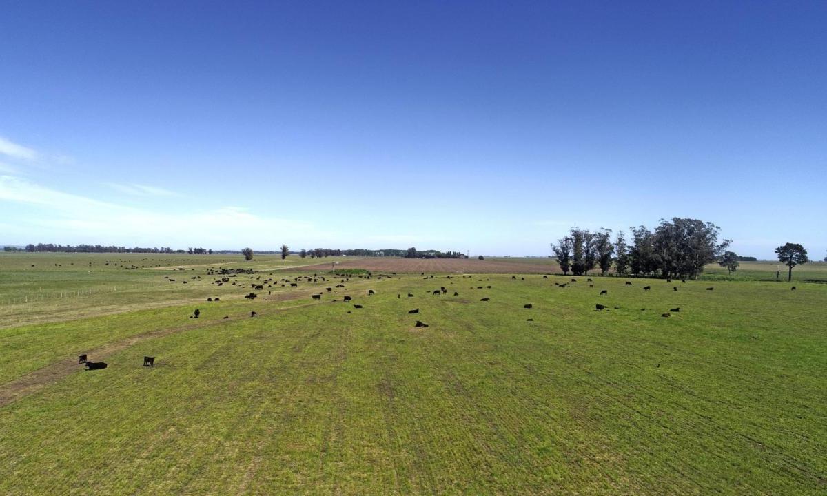 Campo en Mar del Plata 2
