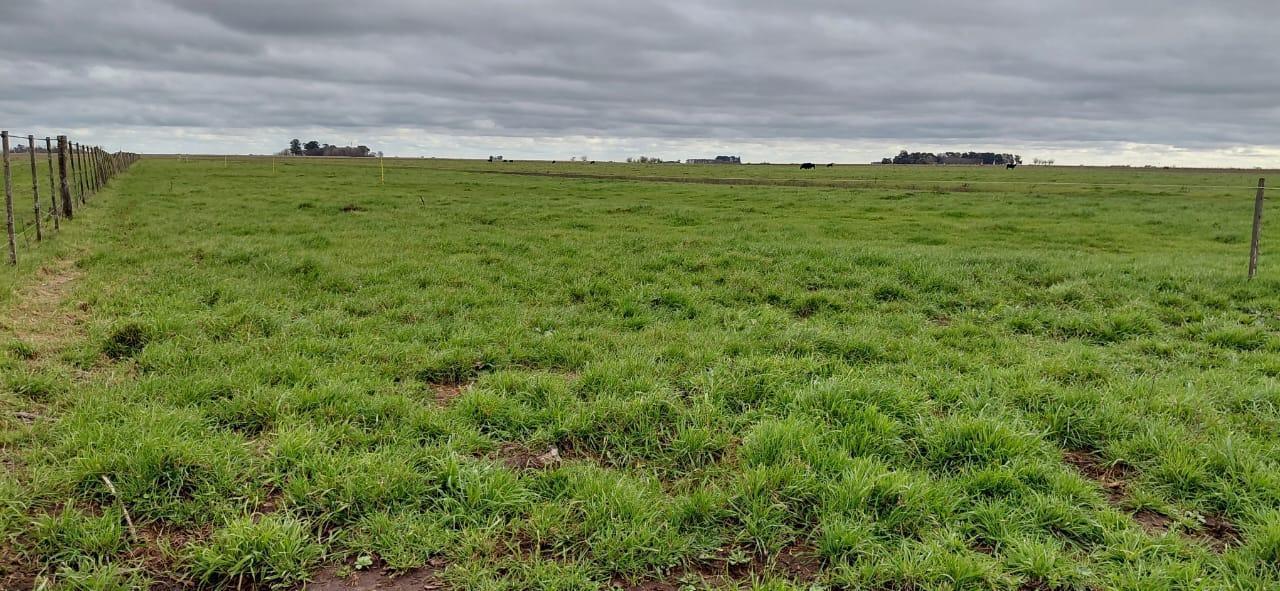 Foto de Campo en Ayacucho, imagen 5