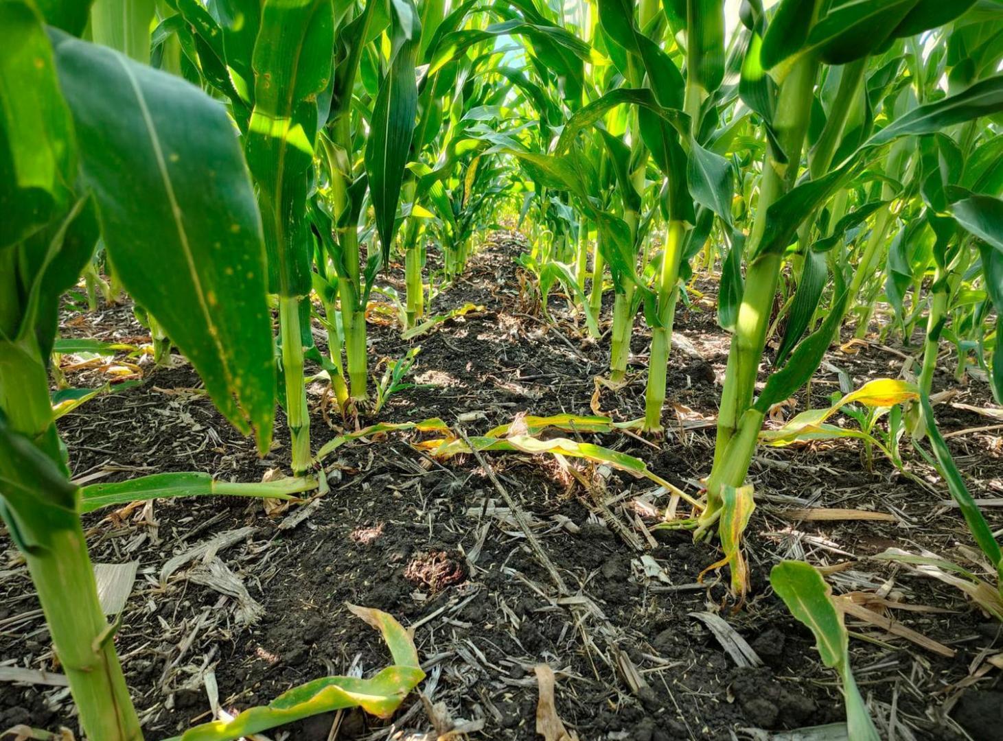 Foto de Campo en Vivorata, imagen 1