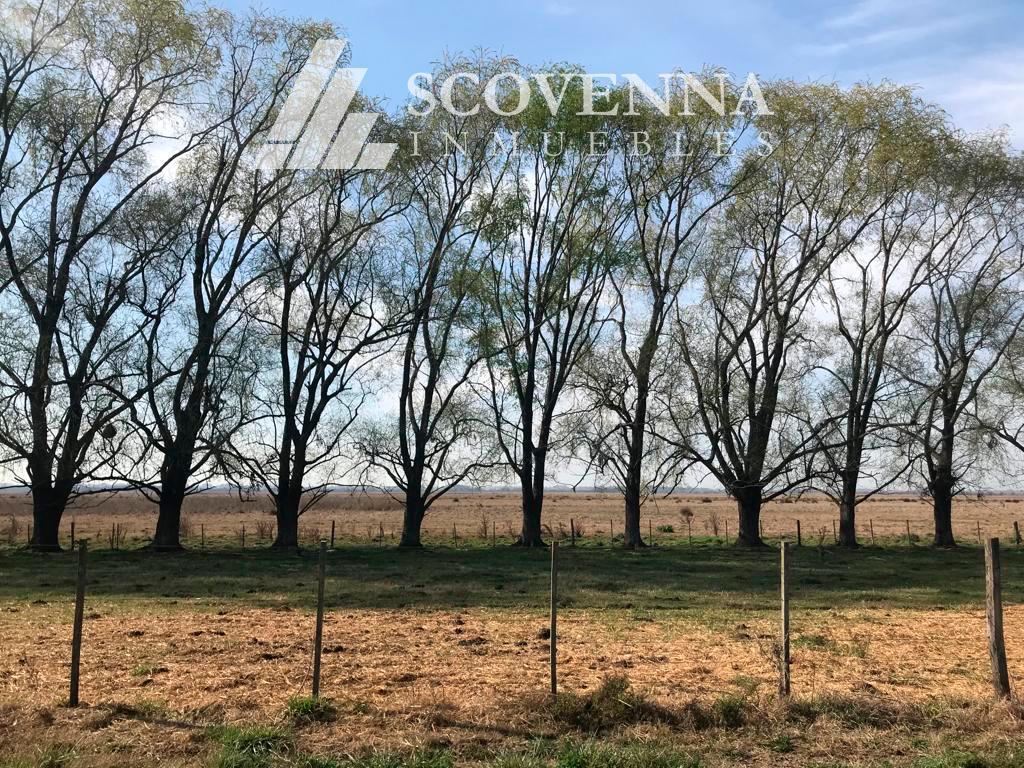 Foto de Excelente Campo Mixto en Venta de 175 Has - Los Cardales - Campana, imagen 2