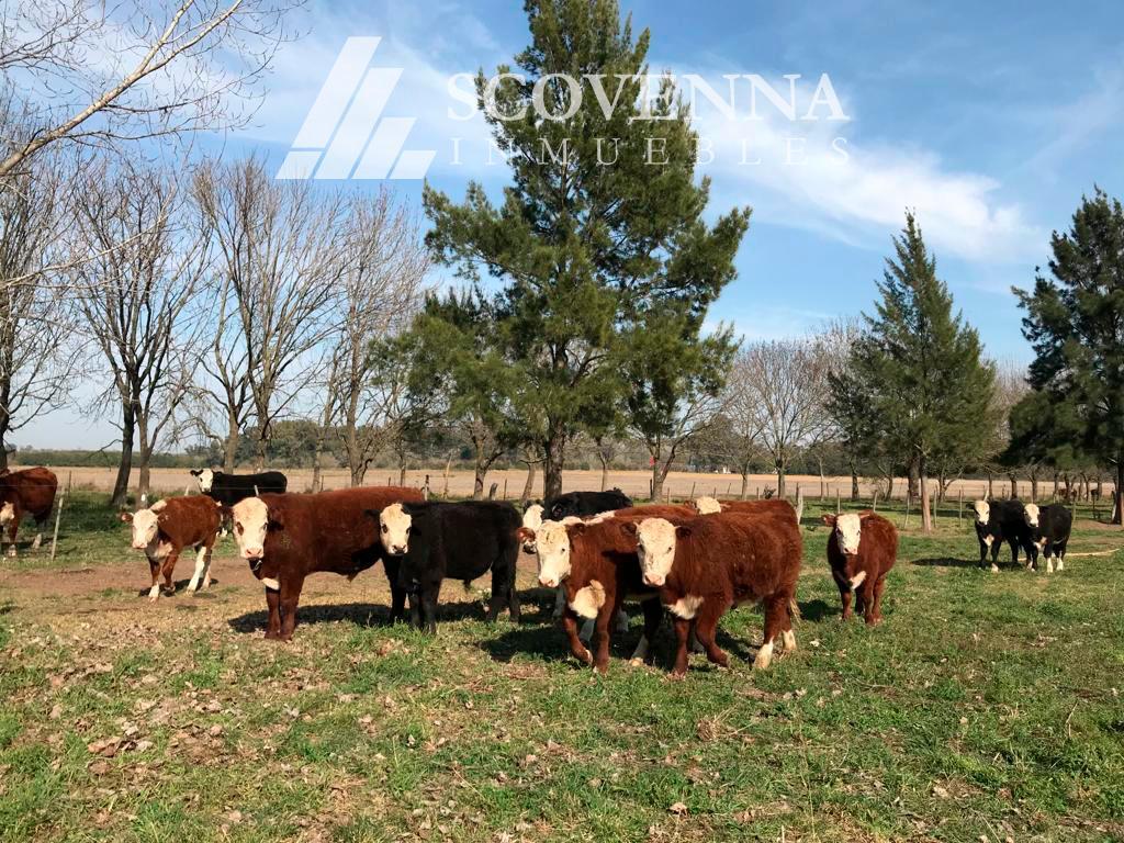 Excelente Campo en Venta de 175 Has Campana - Los Cardales - Apto Desarrollo Inmobiliario