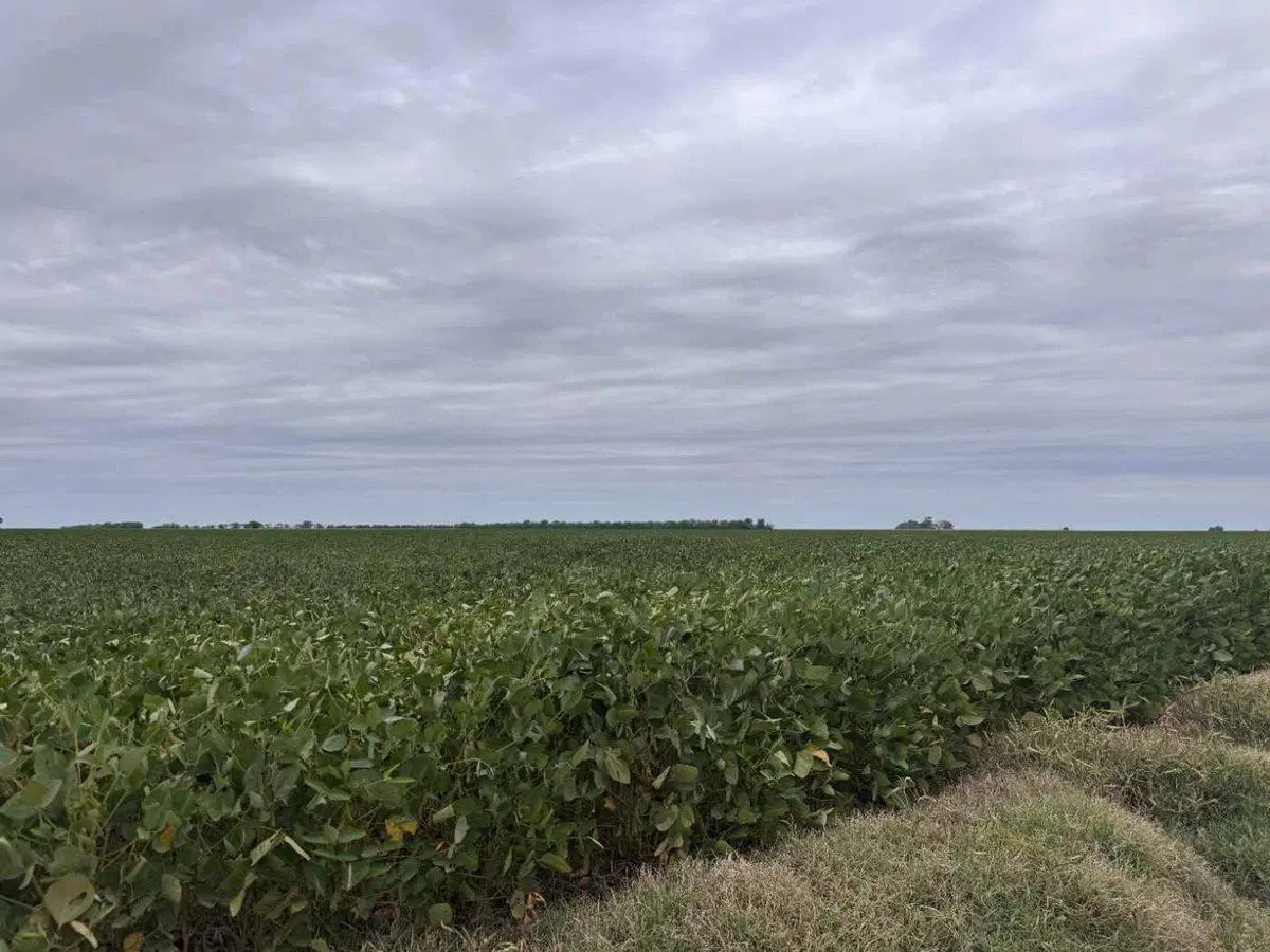 VENTA CAMPO AREQUITO SANTA FE. 89 HAS 4