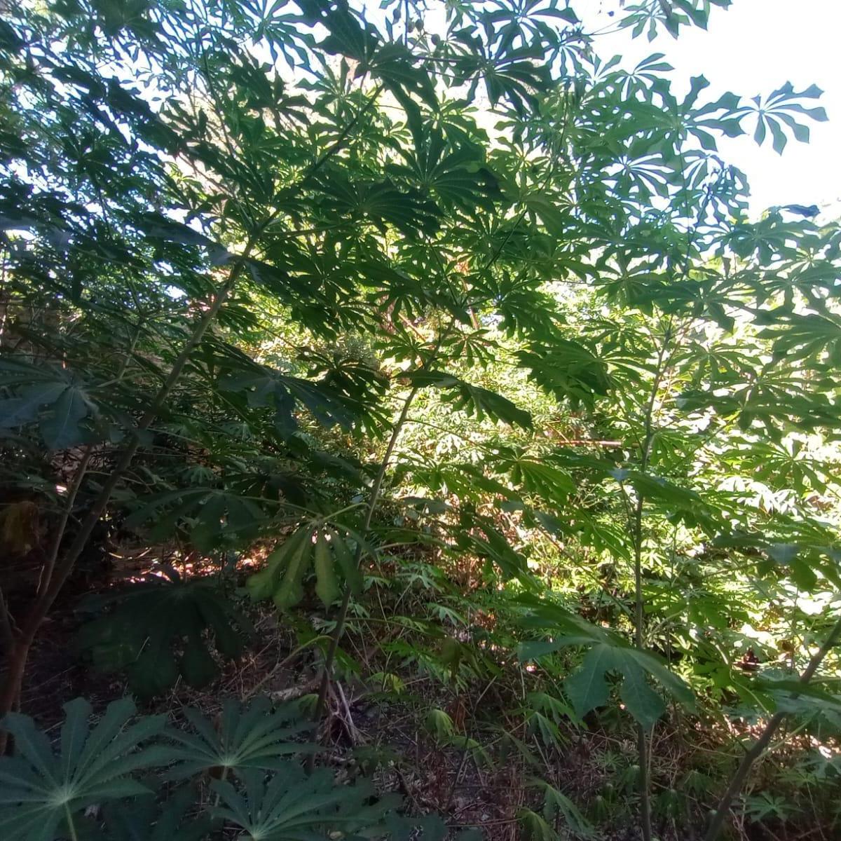 Galpón en Billinghurst 4