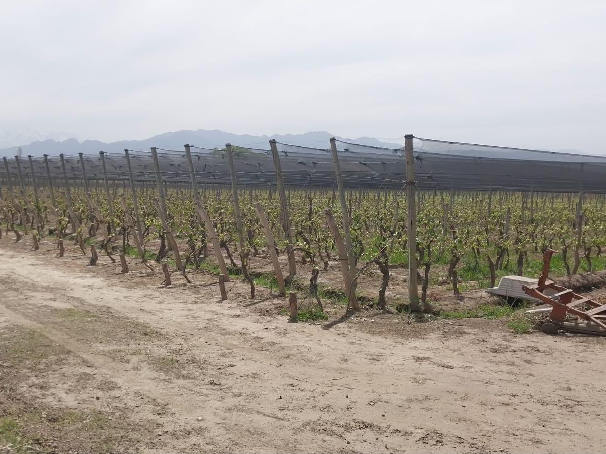 Finca en Venta 5