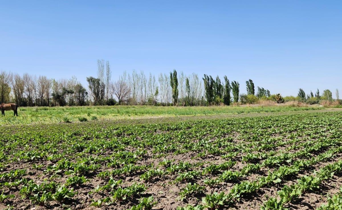 Finca en Venta 2