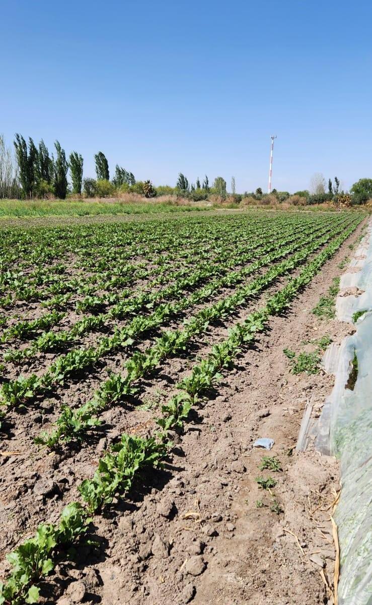 Finca en Venta 1