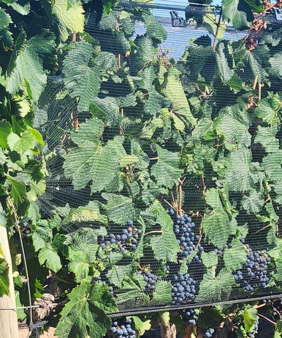 Foto de FINCA EN VENTA, imagen 4