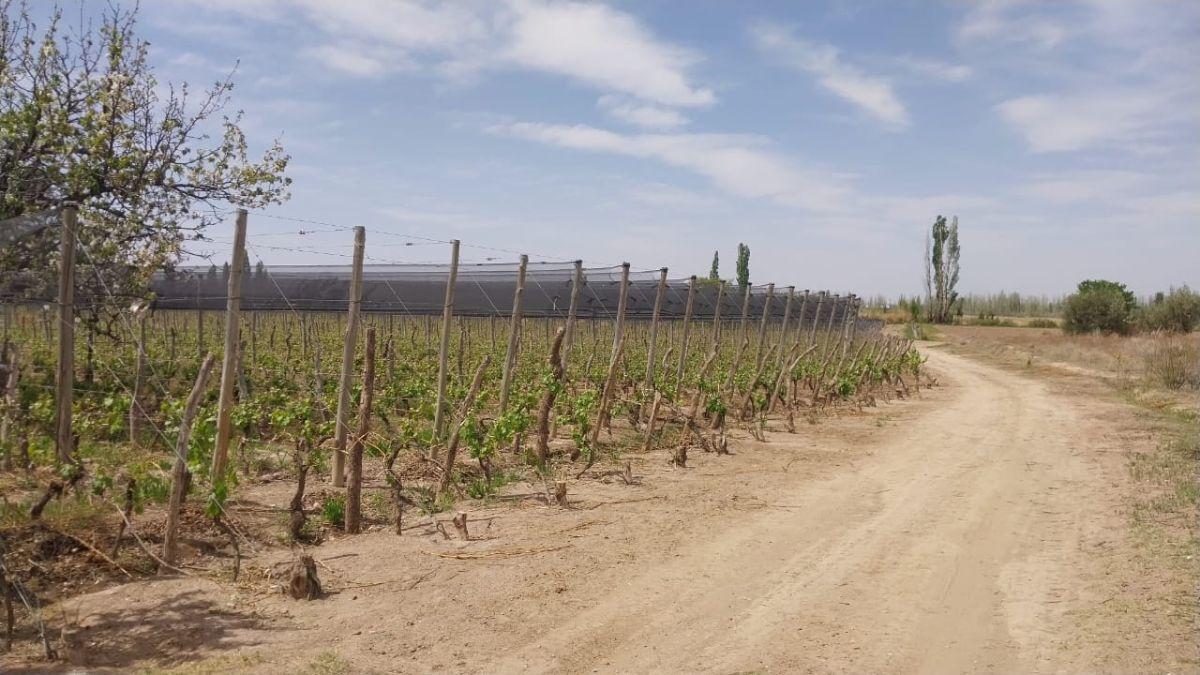 FINCA PREMIUM EN VENTA
