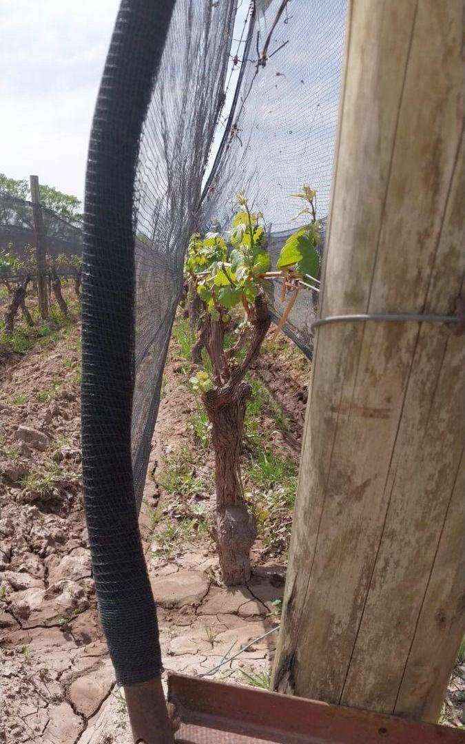 Foto de FINCA PREMIUM EN VENTA, imagen 3