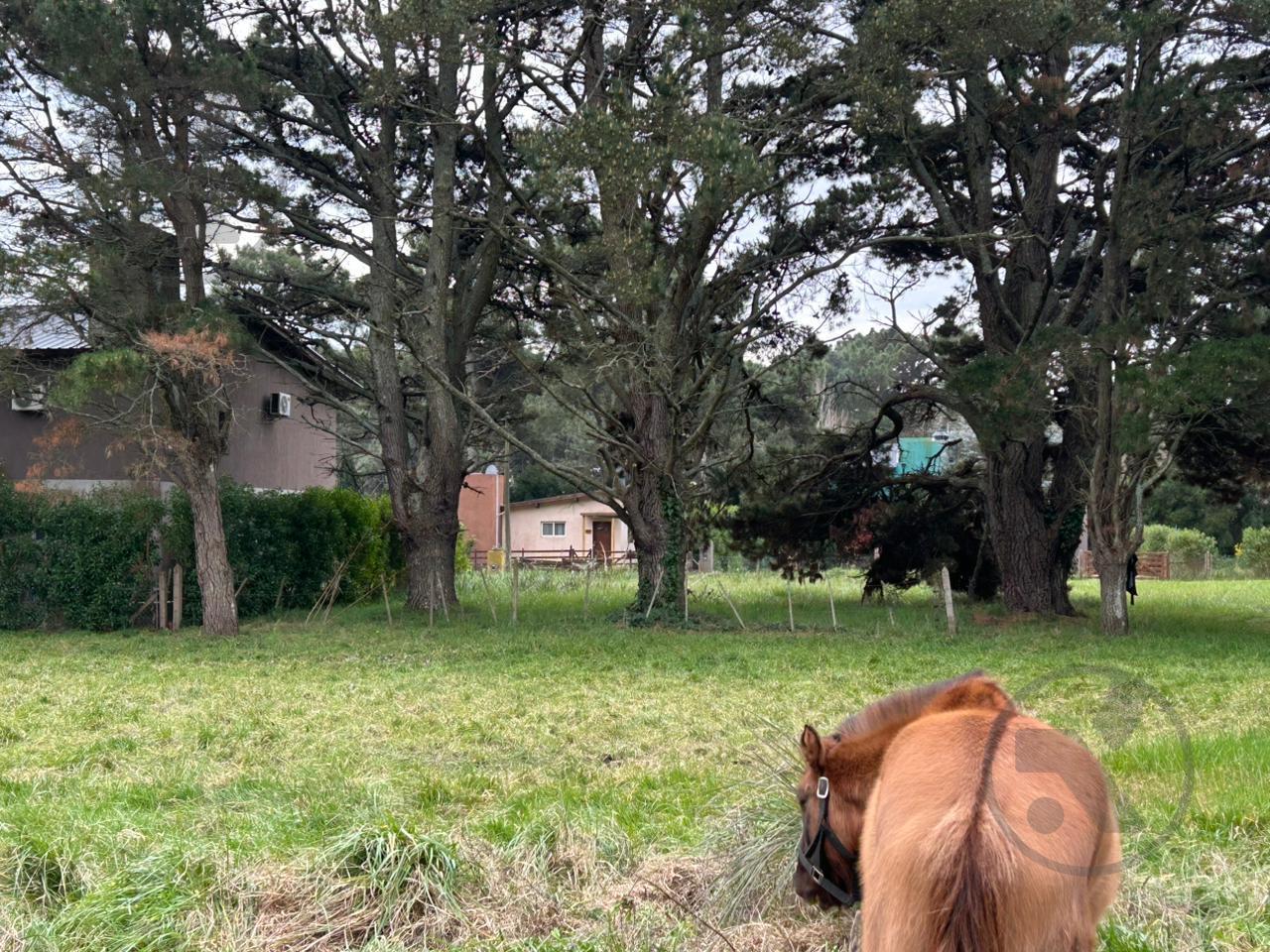 Foto de OPORTUNIDAD | VENTA I EXCELENTE LOTE ARBOLADO I LA CALETA, imagen 5