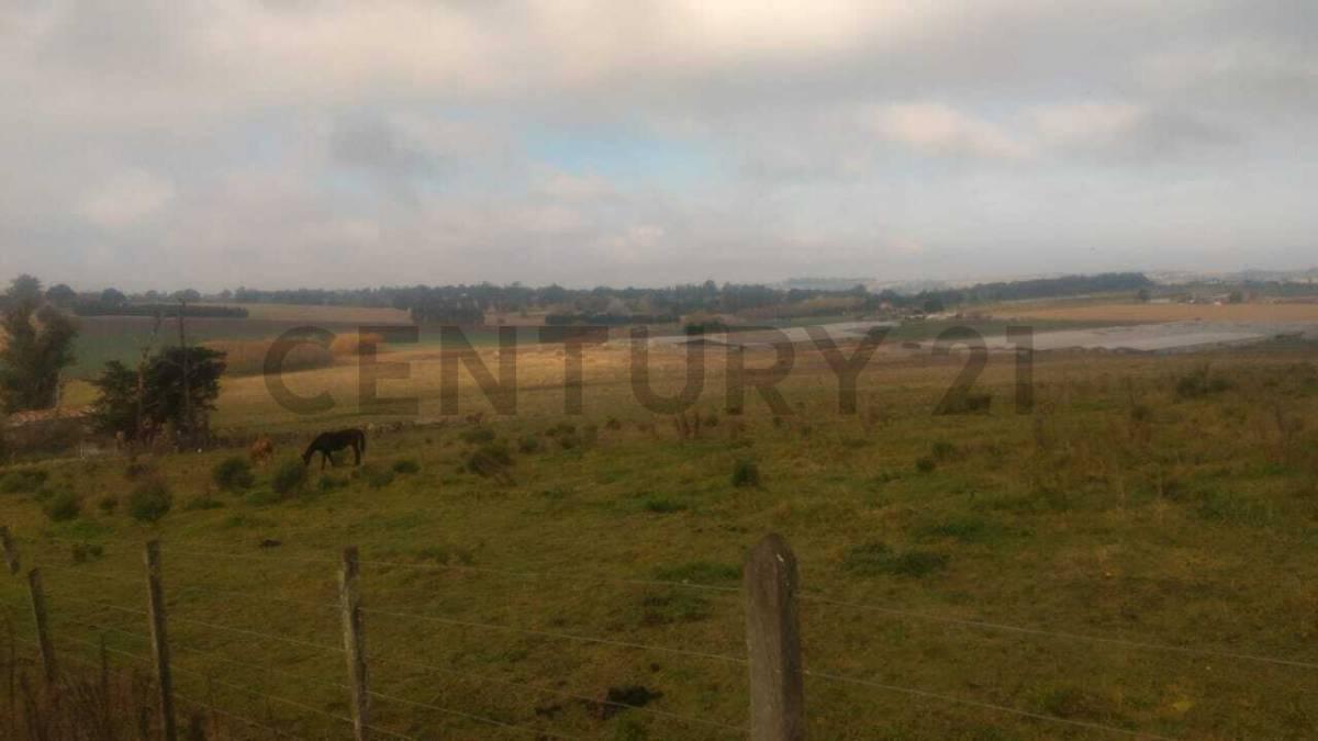 Foto de 11 HECTÁREAS DE CAMPO PRODUCTIVAS EN COLINAS VERDES ID 28640, imagen 4