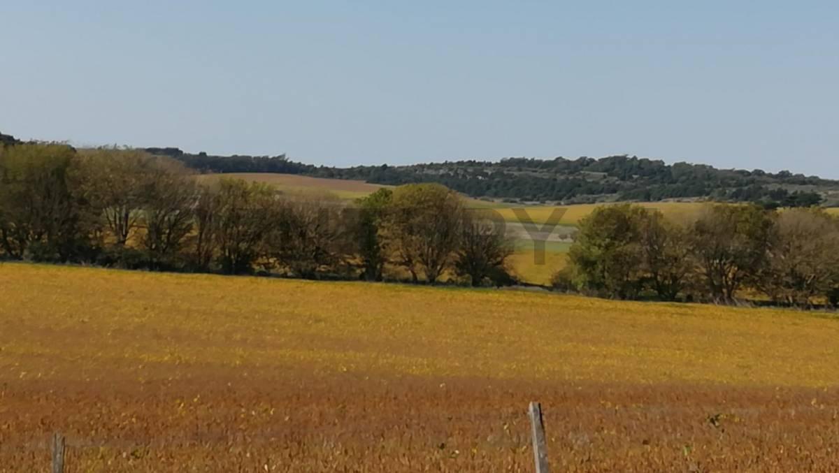Foto de 11 HECTÁREAS DE CAMPO PRODUCTIVAS EN COLINAS VERDES ID 28640, imagen 3