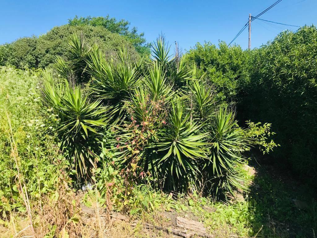 Foto de LOTE EN VENTA BARRIO SAN CARLOS ID 20073, imagen 2