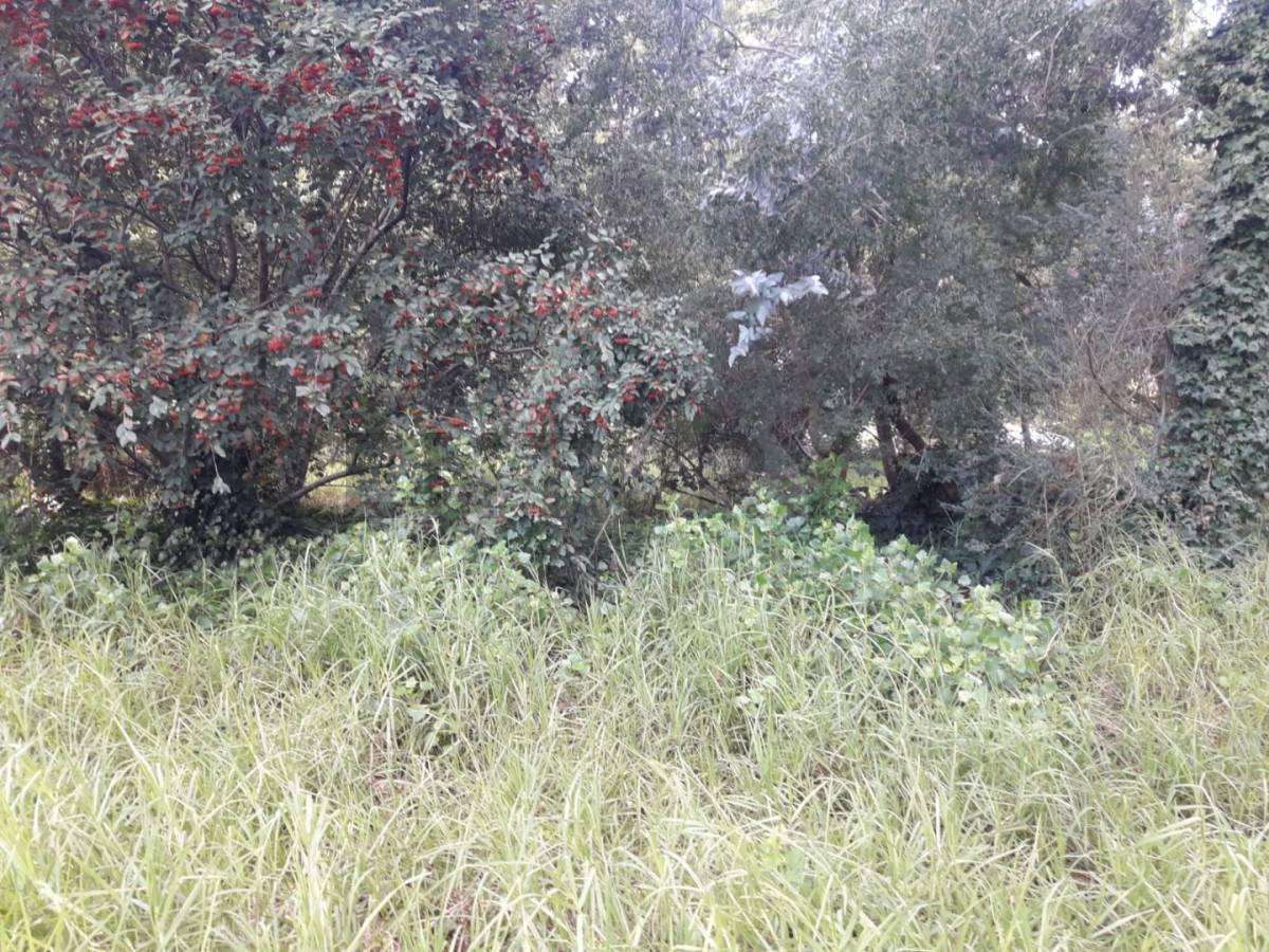 Foto de VENDO LOTE EN SIERRA DE LOS PADRES ZONA GOLF, imagen 4