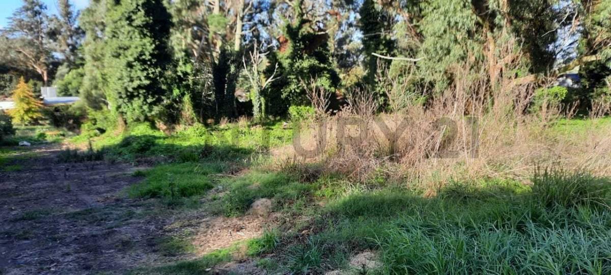 Foto de TERRENO EN VENTA - SIERRA DE LOS PADRES - 645 m², imagen 4