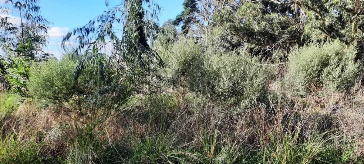 Foto de TERRENO EN VENTA - SIERRA DE LOS PADRES - 645 m², imagen 3