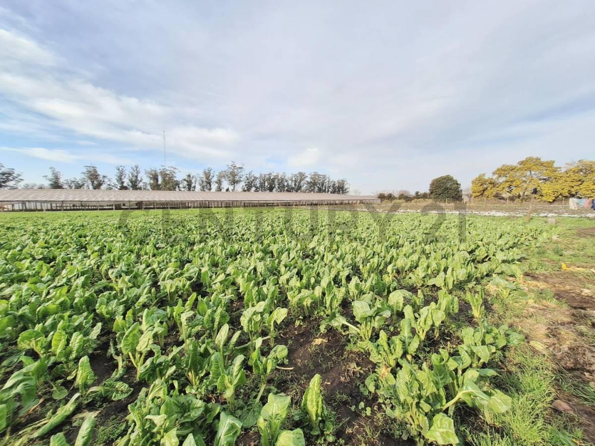Foto de Campo de 5has. en zona Las Retamas, imagen 3