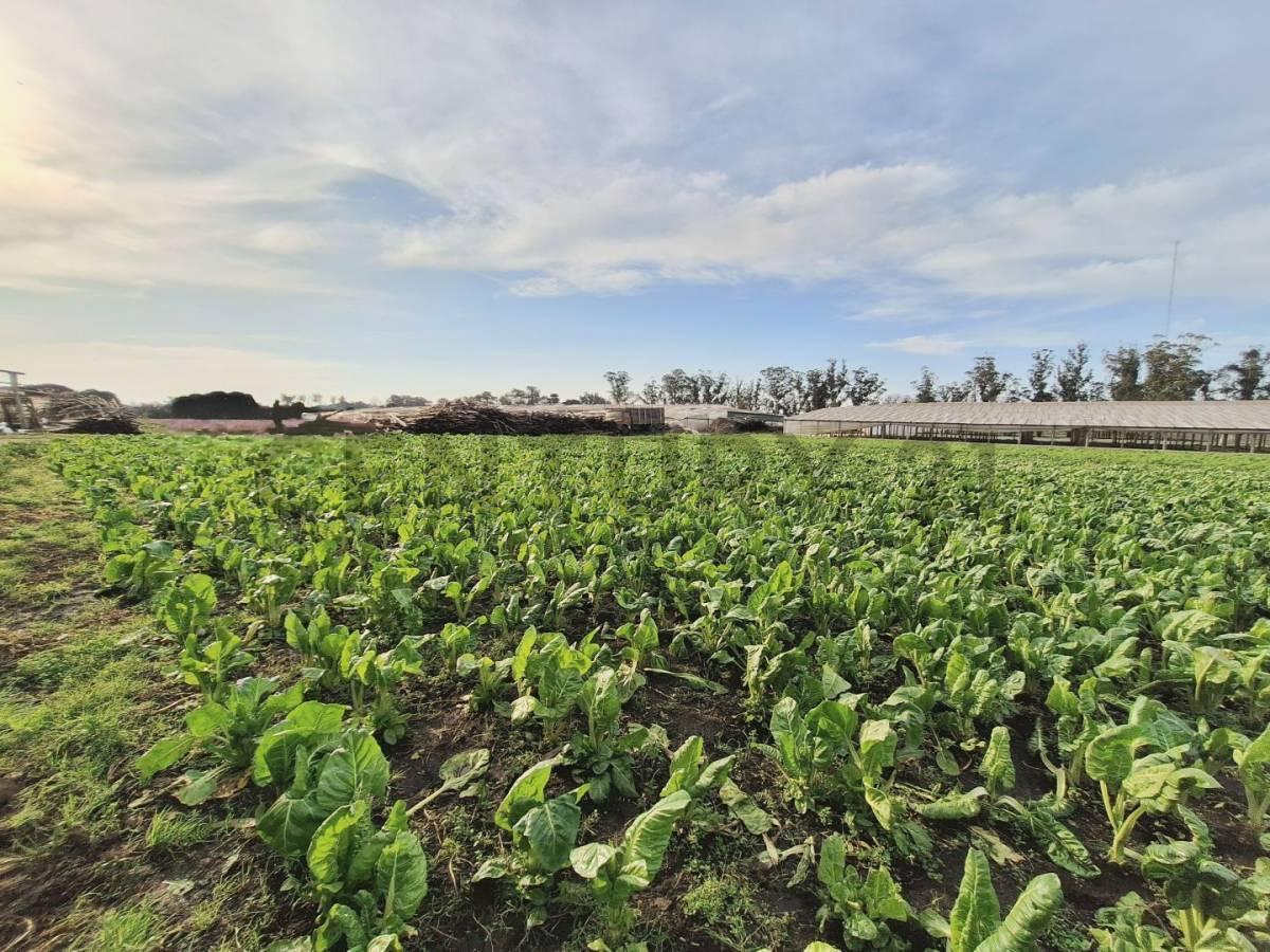 Foto de Campo de 5has. en zona Las Retamas, imagen 1