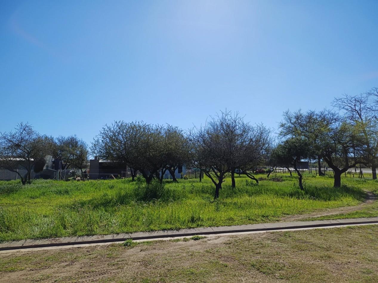 Foto de VENDO LOTE 1.223 m² - BELA VISTA, imagen 2