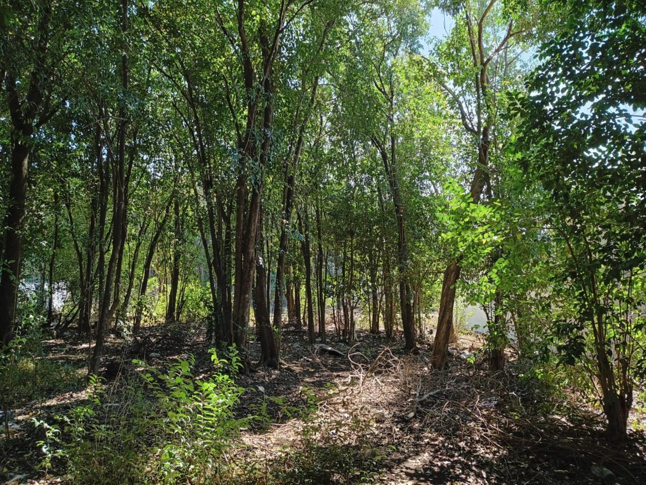 Foto de VENDO LOTE 300 M2 VILLA CATALINA ETAPA CAMPOS VERDES, imagen 3