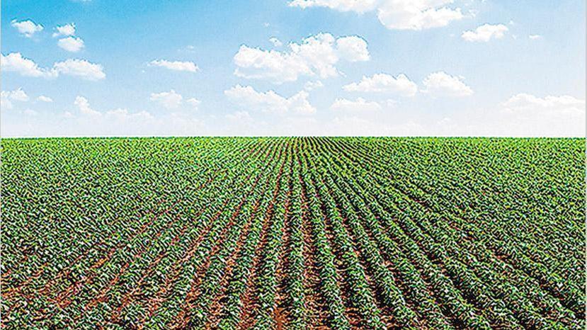 Foto de Campo Agricola/ ganadero, sobre Au. 19., imagen 2