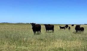 Foto de Campo Agricola/ ganadero, sobre Au. 19., imagen 1