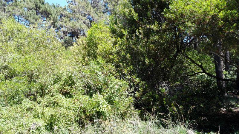 Lote. | Mar del Plata 5
