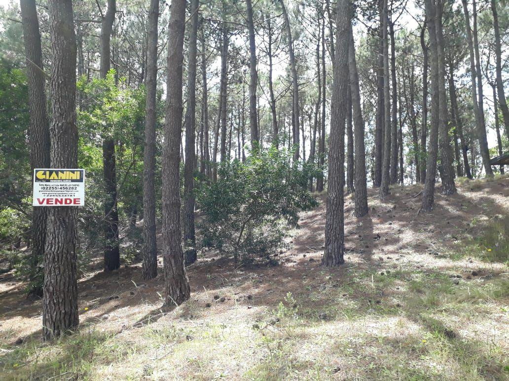 Foto de Lote . | Alberto Williams, imagen 4
