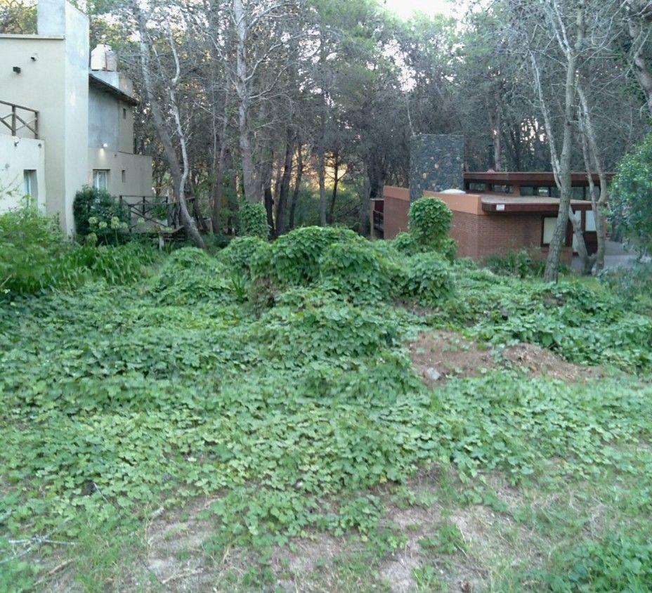 Lote. | 43 1
