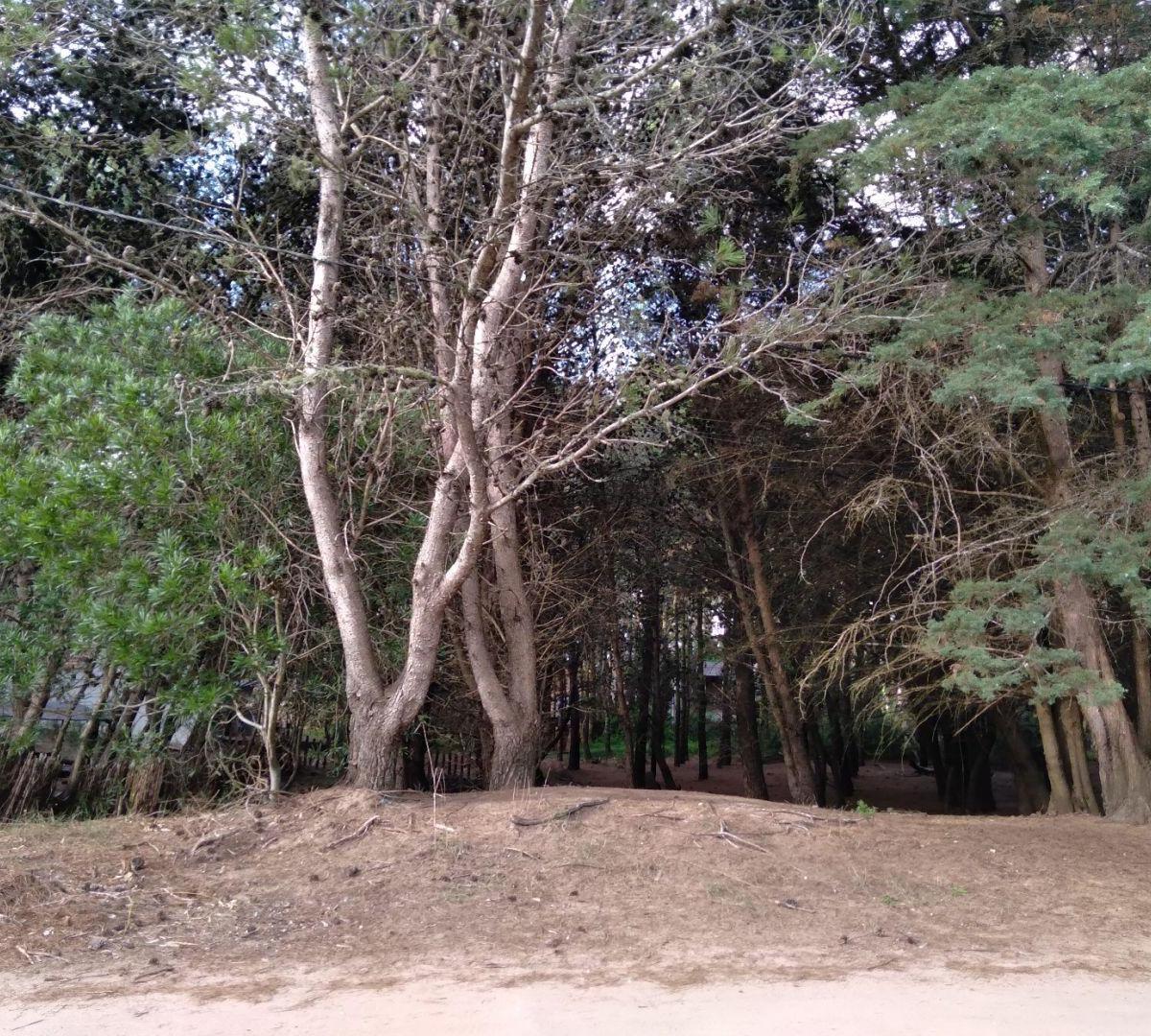 Excelente Lote de 325 m² - Hermoso Entorno Boscoso! 1