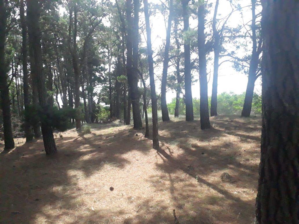Foto de Lote . | Juana Gesell, imagen 2