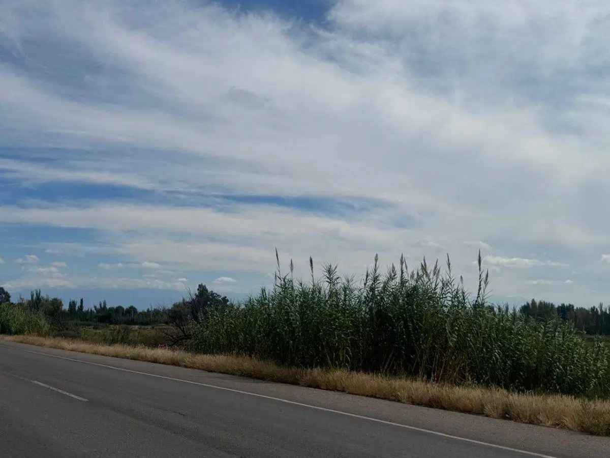 Terreno / Lote en venta de 170000m2 ubicado en Barrancas 5