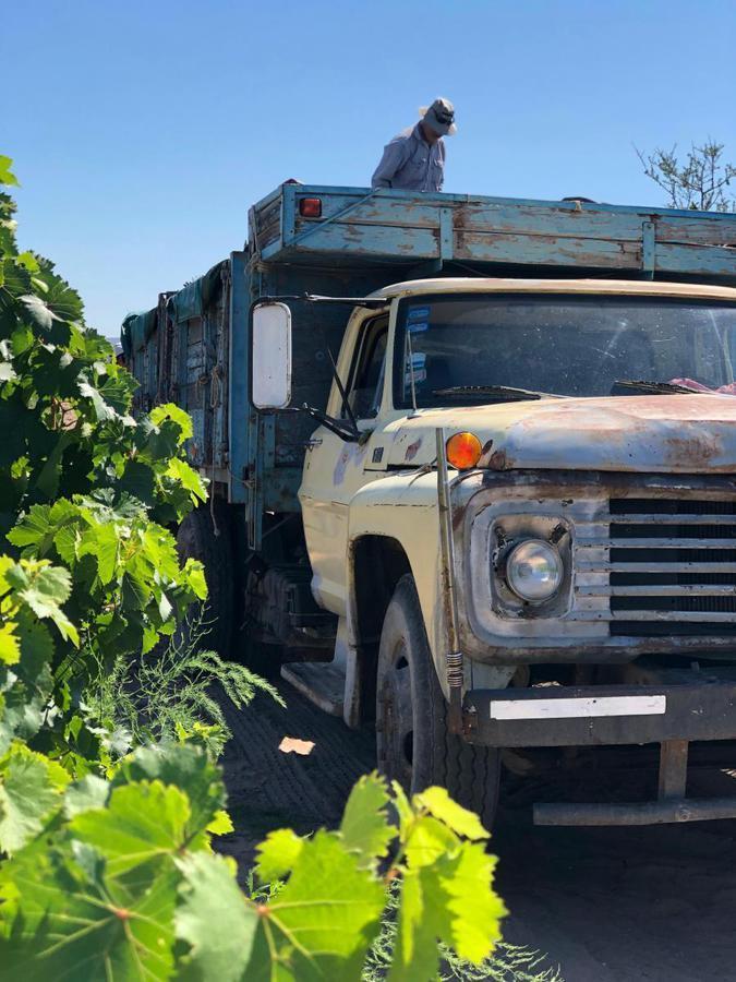 Oportunidad Finca en Producción Vitivinícola Mendoza 5