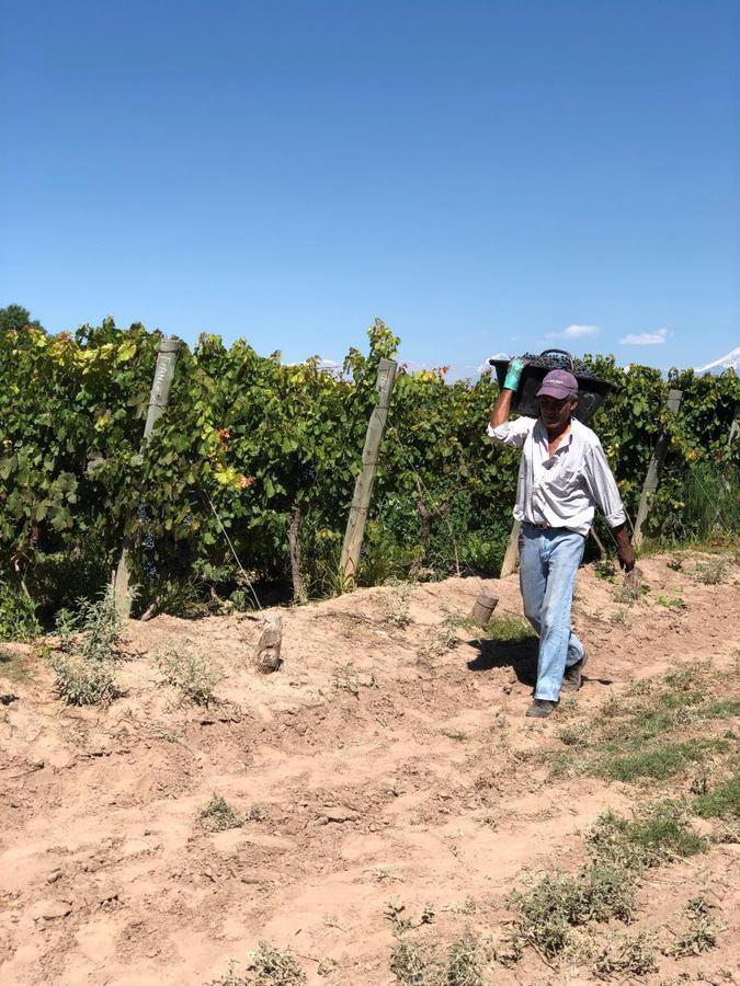 Oportunidad Finca en Producción Vitivinícola Mendoza 2