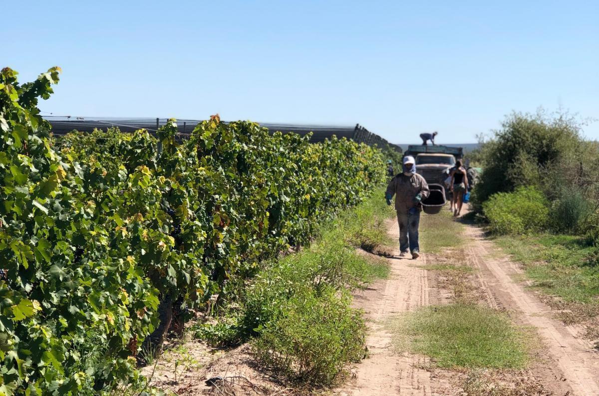 Oportunidad Finca en Producción Vitivinícola Mendoza 3