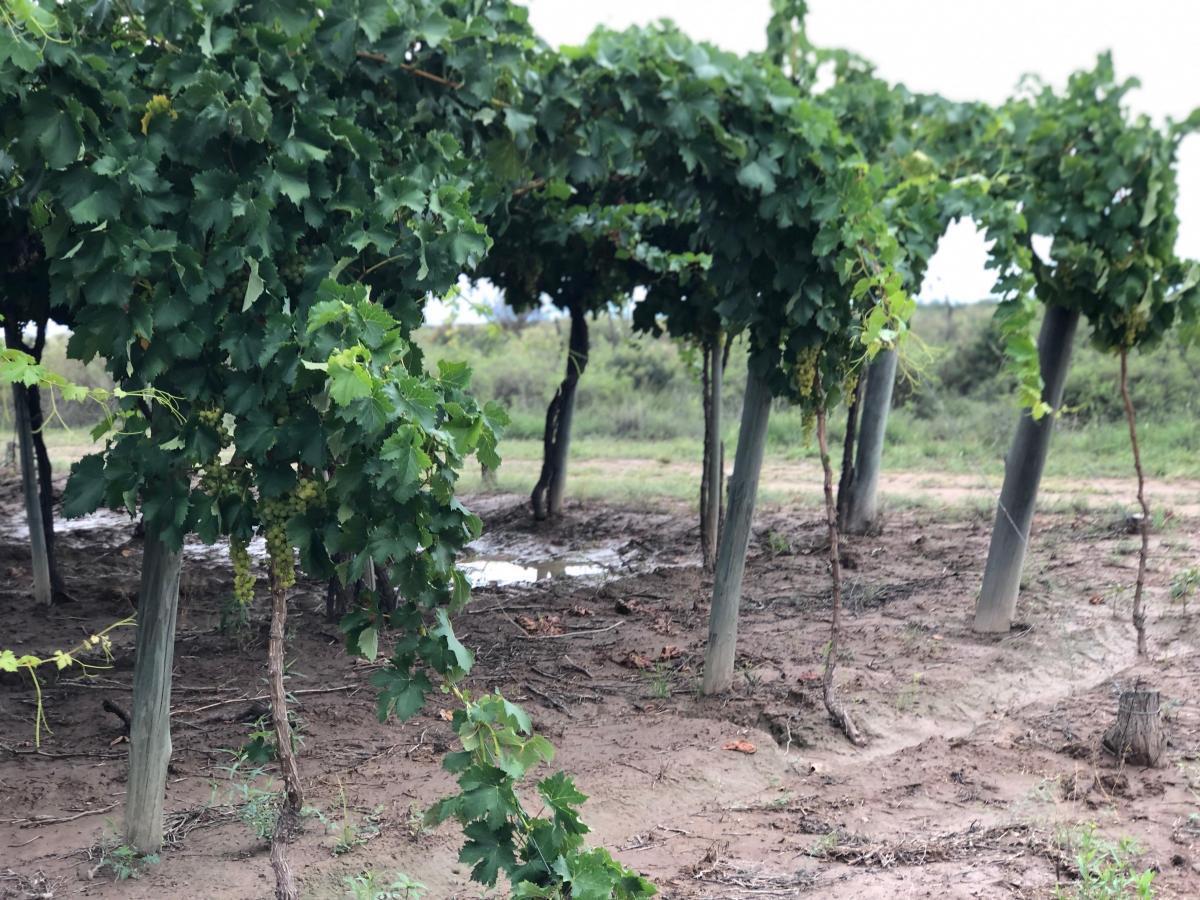 Oportunidad Finca en Producción Vitivinícola Mendoza 4