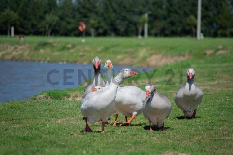Foto de <p>Venta de Lote en Campos de Roca II, Brandsen.</p><p>Muy buena, imagen 3
