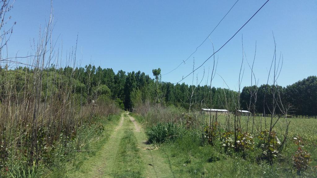 Campo en La Primavera - Tunuyán 5
