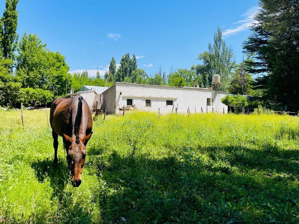 Casona Antigüa y Finca en Venta - Chilecito - San Carlos - Mendoza 3