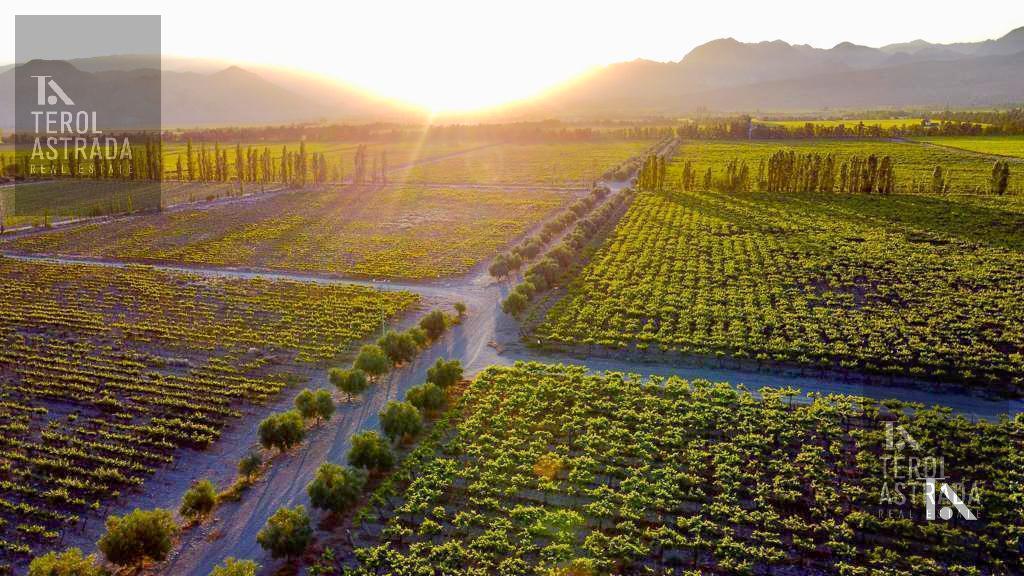 EXCEPCIONAL FINCA VITIVINÍCOLA EN EL VALLE DEL ULLÚM