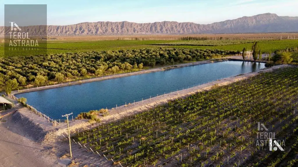 EXCEPCIONAL FINCA VITIVINÍCOLA EN EL VALLE DEL ULLÚM 4