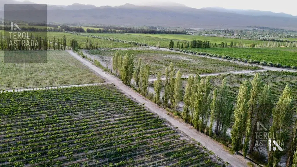 EXCEPCIONAL FINCA VITIVINÍCOLA EN EL VALLE DEL ULLÚM 2
