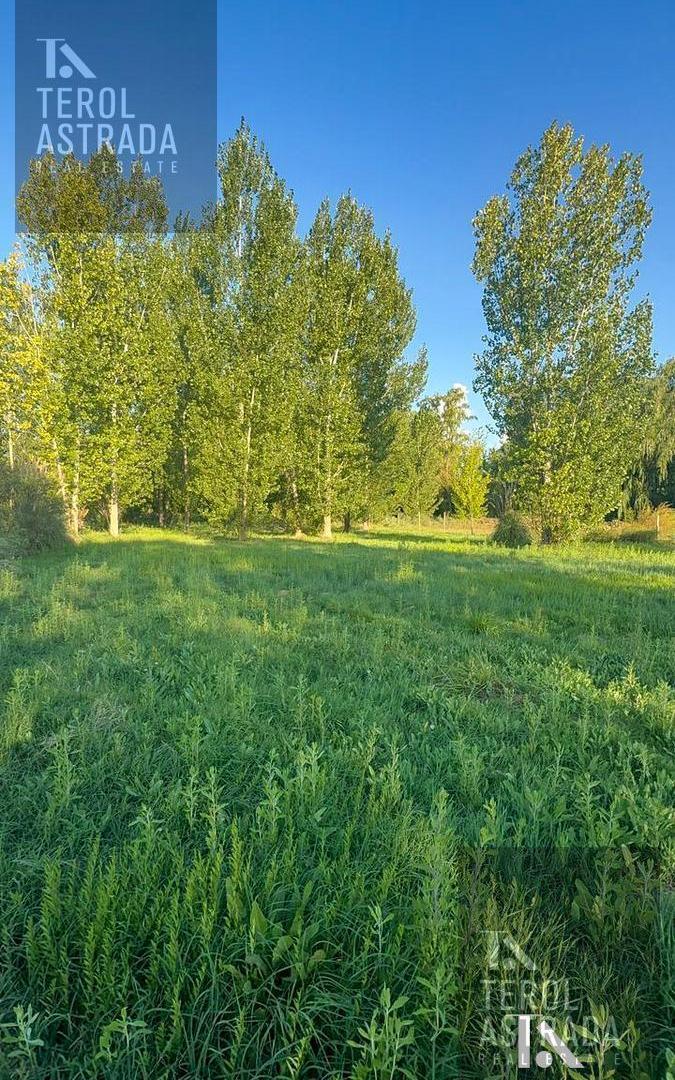 Foto de LOTE - TERRENO - VENTA- COLONIA LAS ROSAS- TUNUYÁN - VALLE DE UCO, imagen 4