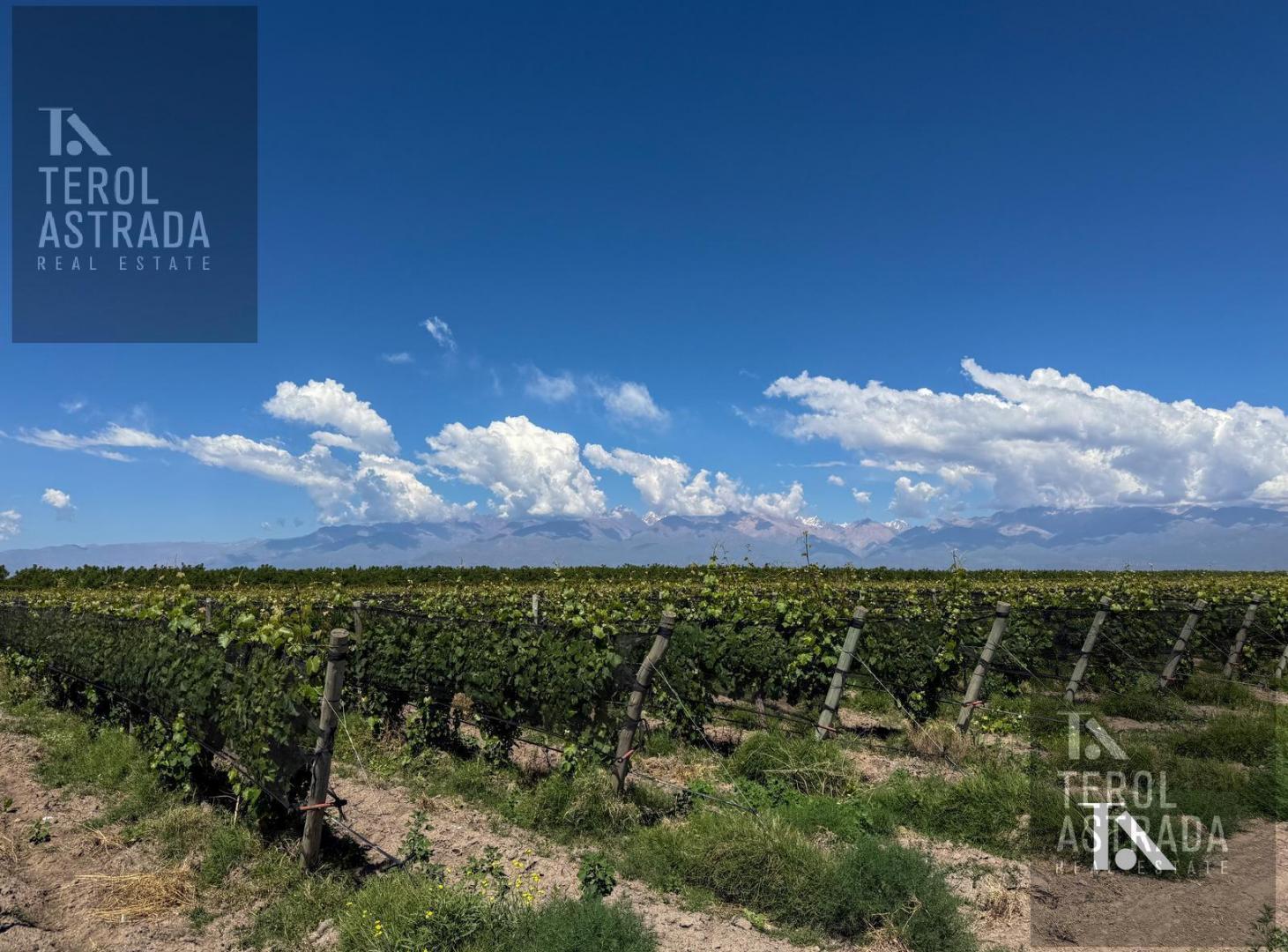 Foto de FINCA ORGÁNICA DE 62 HAS EN TUPUNGATO, MENDOZA., imagen 2